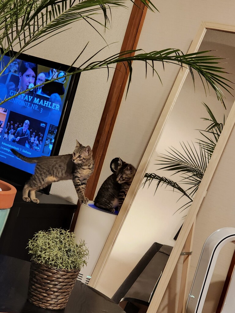 保護猫