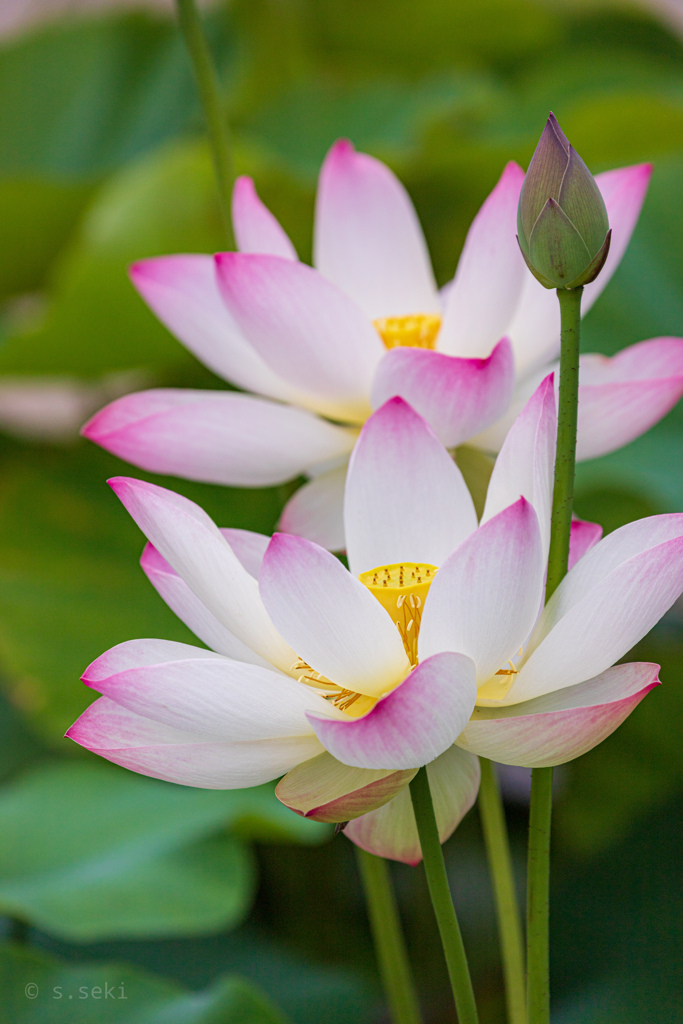 薬師寺「蓮花」