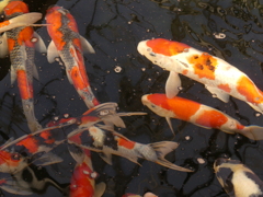 長岡市松田養鯉場10