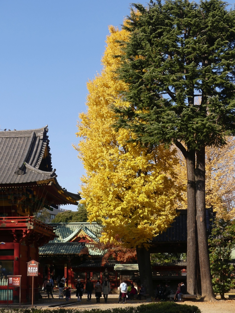 文京区根津神社10