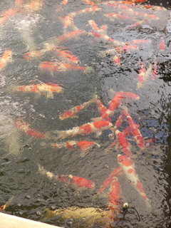 長岡市松田養鯉場3