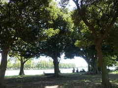 葛飾区水元公園8