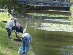 葛飾区水元公園3