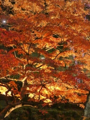 北区音無親水公園