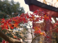 文京区根津神社1