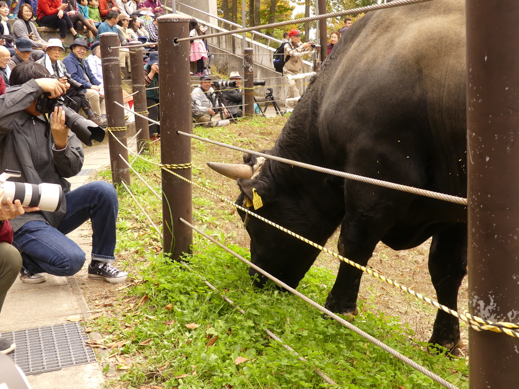 新潟県山古志牛の角突き10