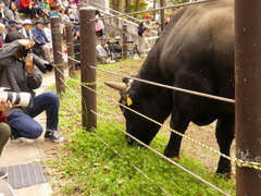 新潟県山古志牛の角突き10