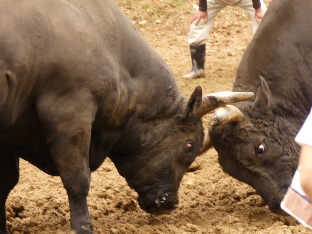新潟県山古志牛の角突き3