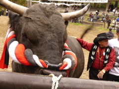 新潟県山古志牛の角突き7