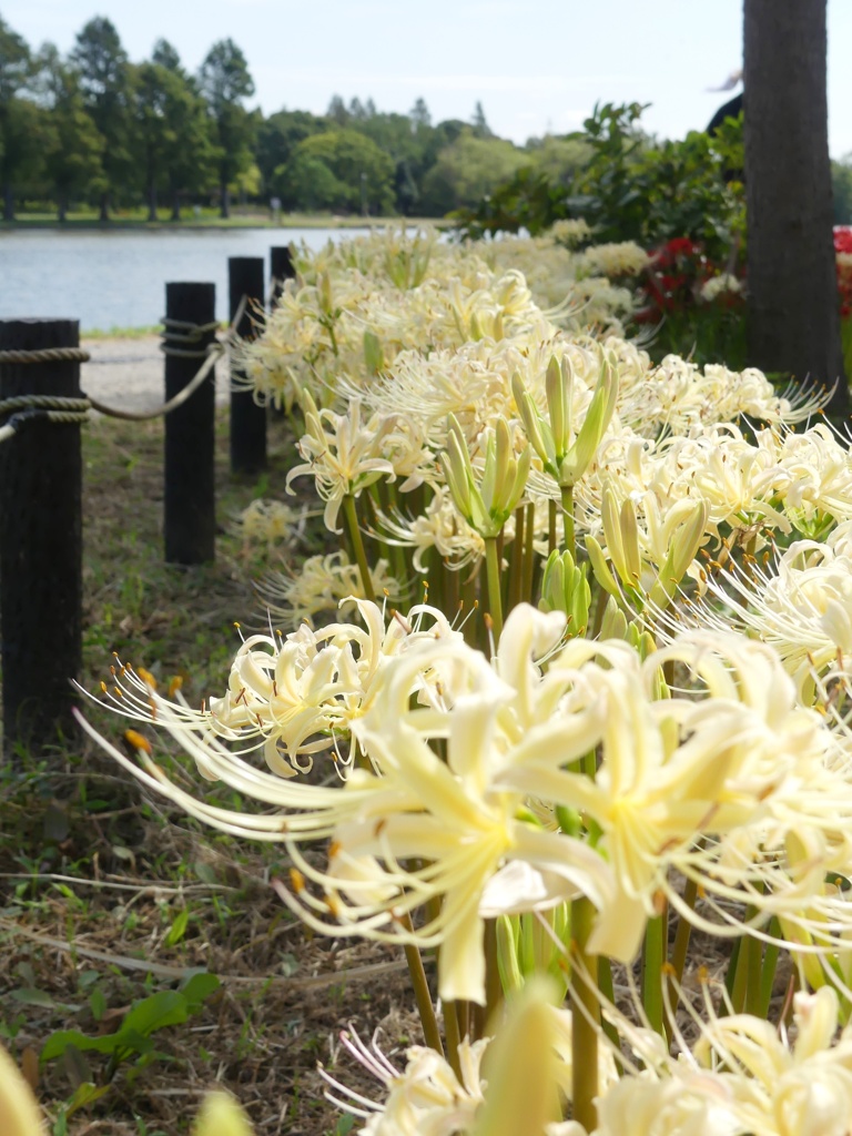 葛飾区水元公園1