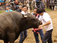新潟県山古志牛の角突き6