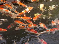 長岡市松田養鯉場6