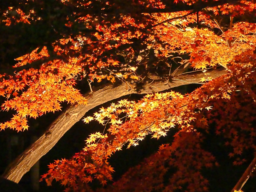 北区音無親水公園