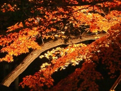 北区音無親水公園