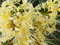 葛飾区水元公園2
