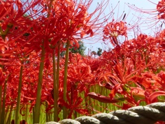 葛飾区水元公園5