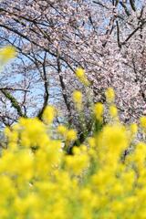 桜、菜の花、春らんまん