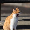 ねむにゃん