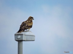 お鳥様_1