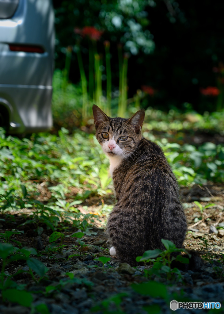 近所の猫1