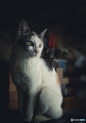 お猫さま