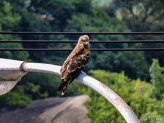 お鳥様_2