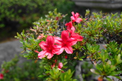 季節な花