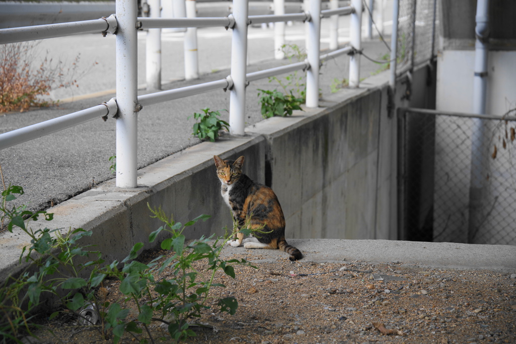 猫