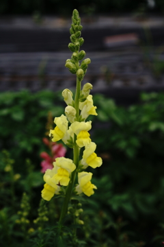 季節な花