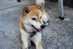 散歩前な相棒