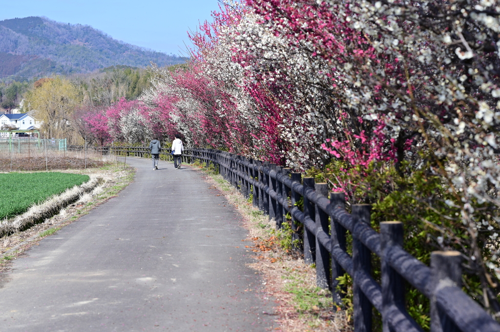 散歩道な風景