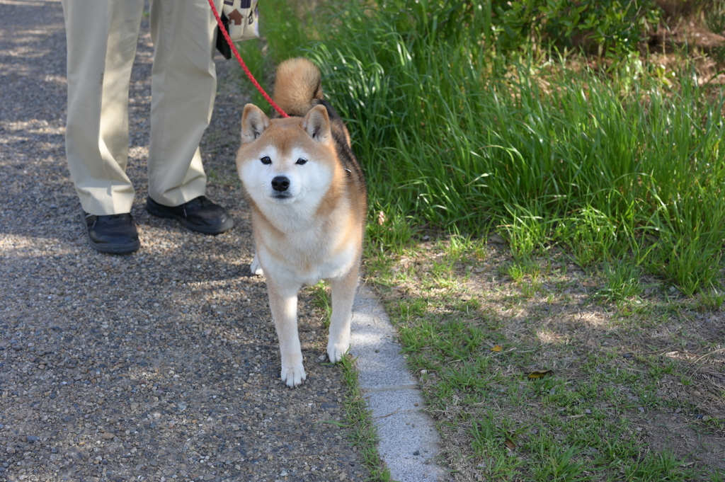 シバイヌ散歩