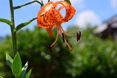 summer　flower