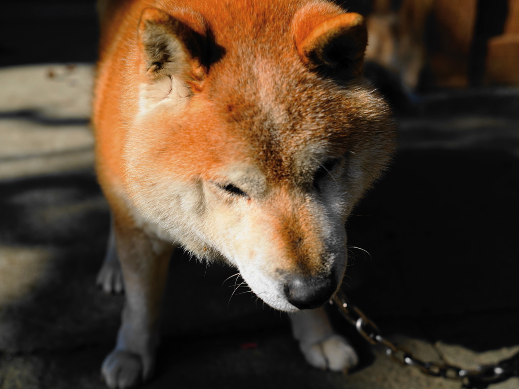 老犬ですがよろしく