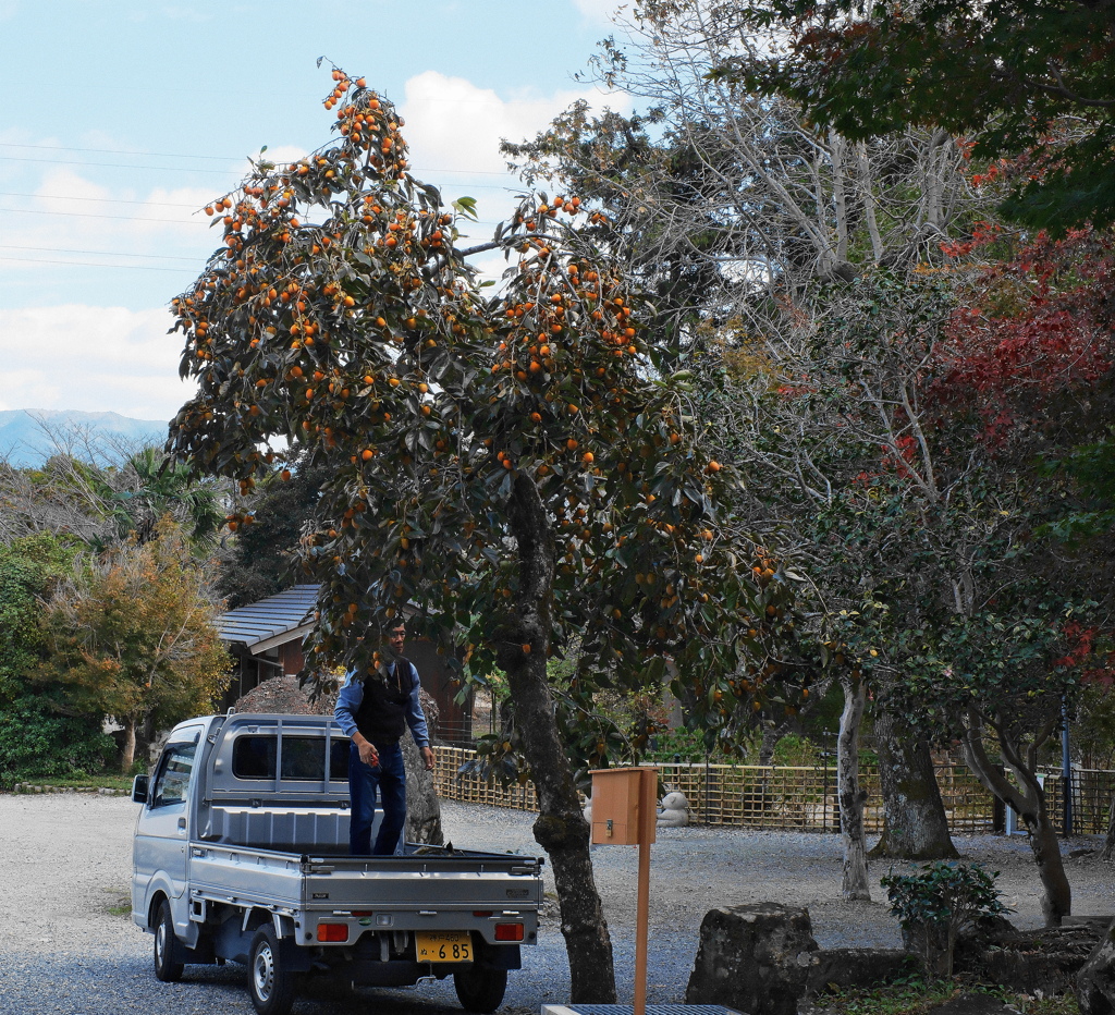 柿取りな風景