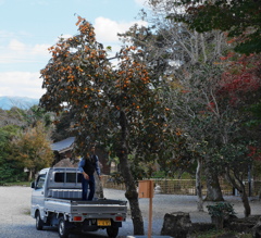 柿取りな風景