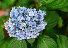 季節な花