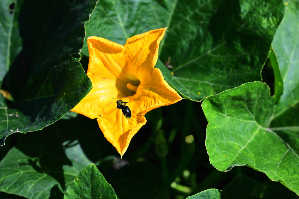 野菜な花