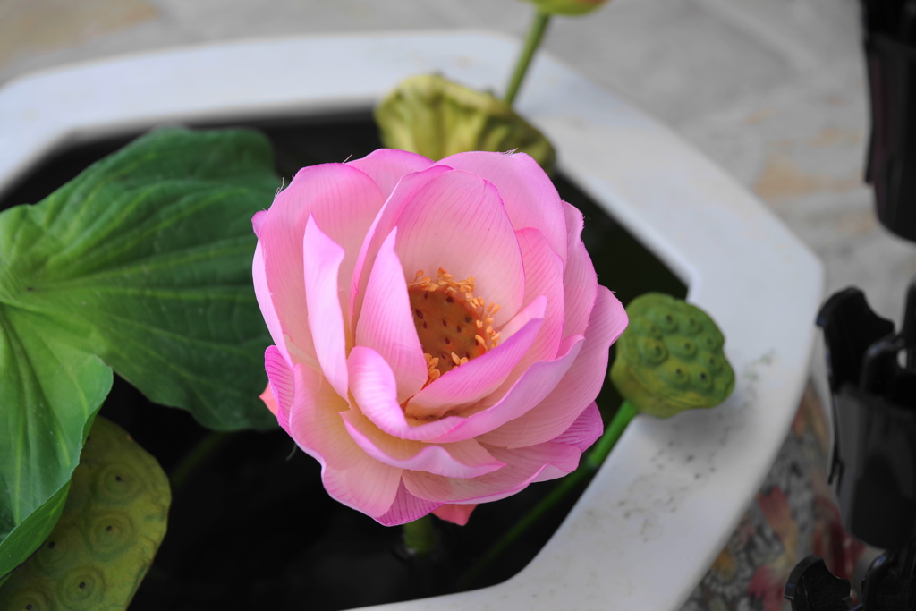 蓮な花