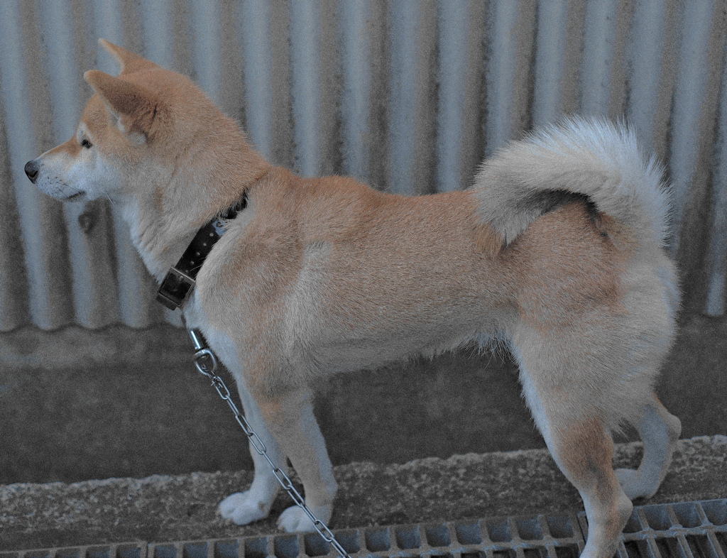 愛犬5歳　元気です