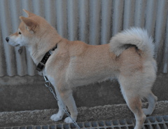 愛犬5歳　元気です