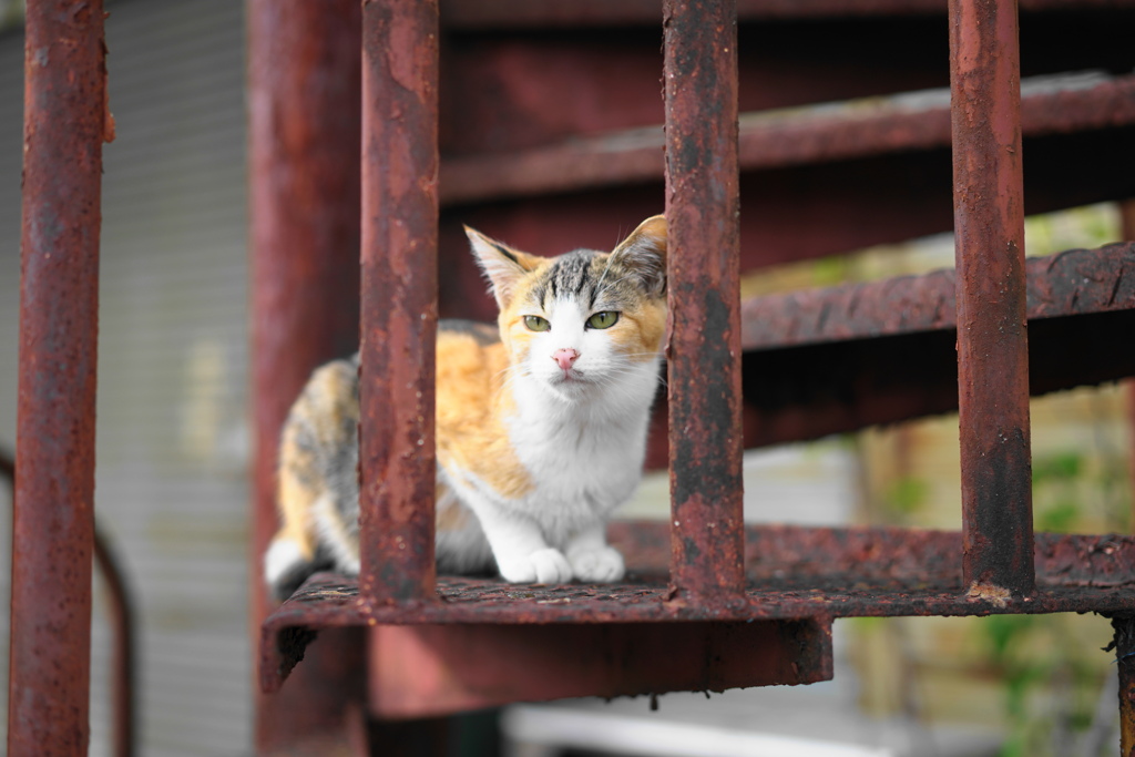 子猫