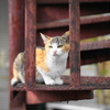 子猫