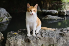 ポートレート