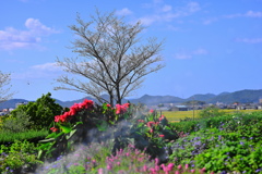 風景