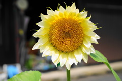 夏な花