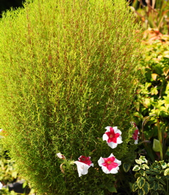 季節な花