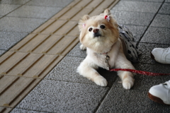 街角ドッグ　熟女