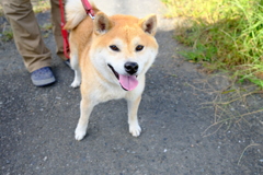 元気いっぱい　柴犬