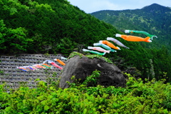 鯉のぼりな風景